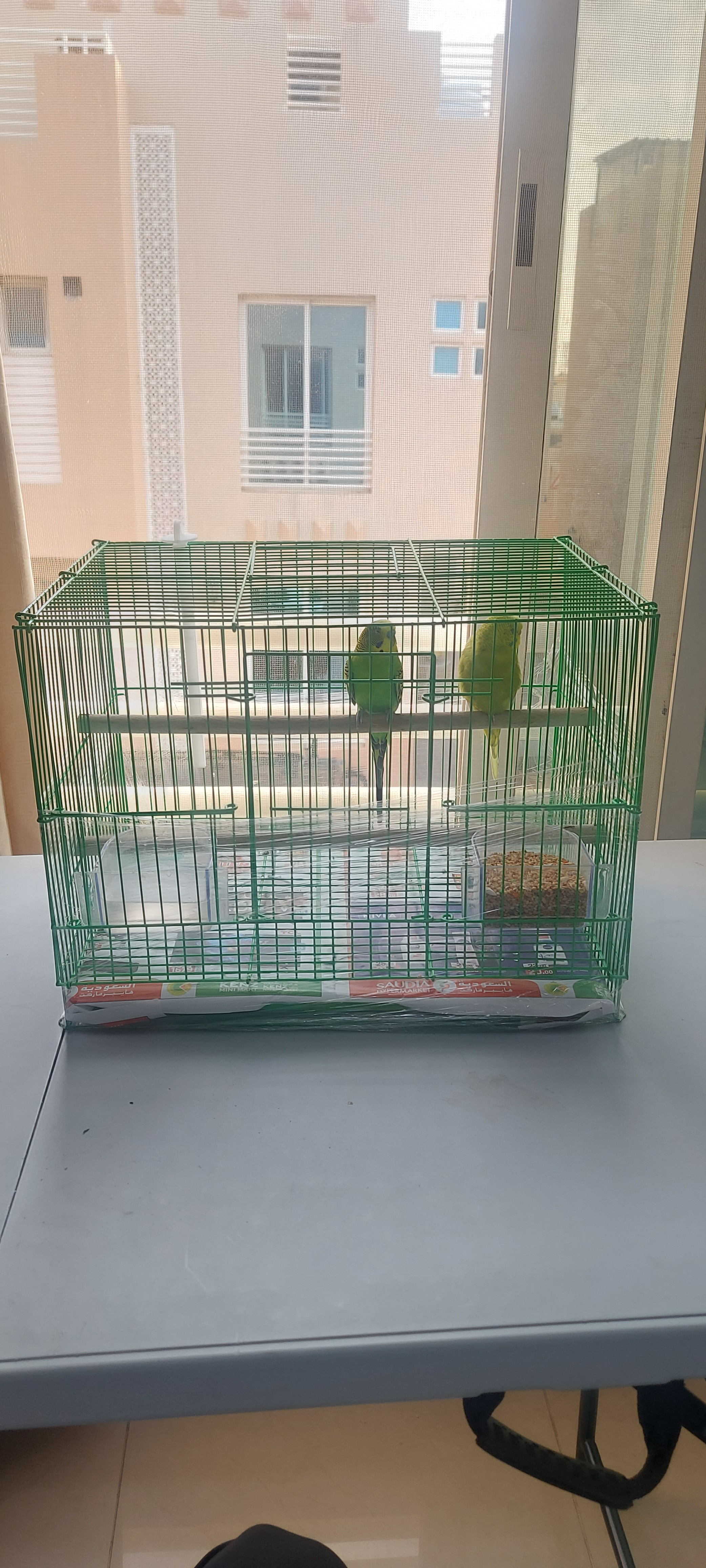 budgie birds 2 pair With Cage - Image 3