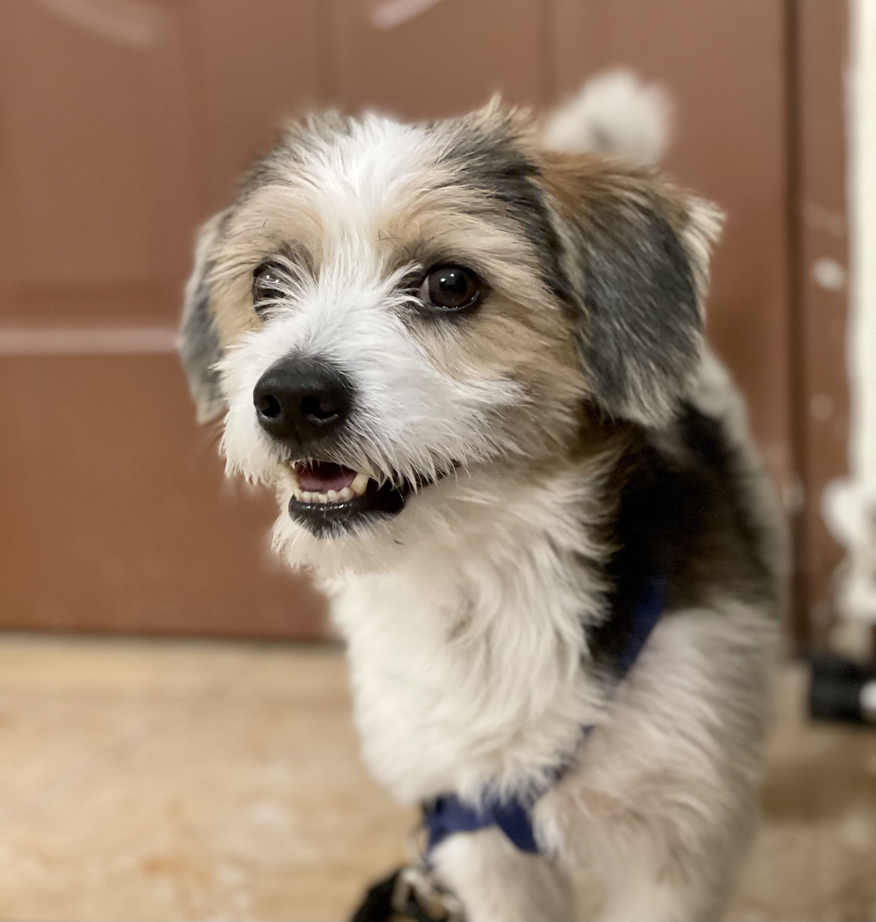 Cute and playful dog available ..  - Image 3