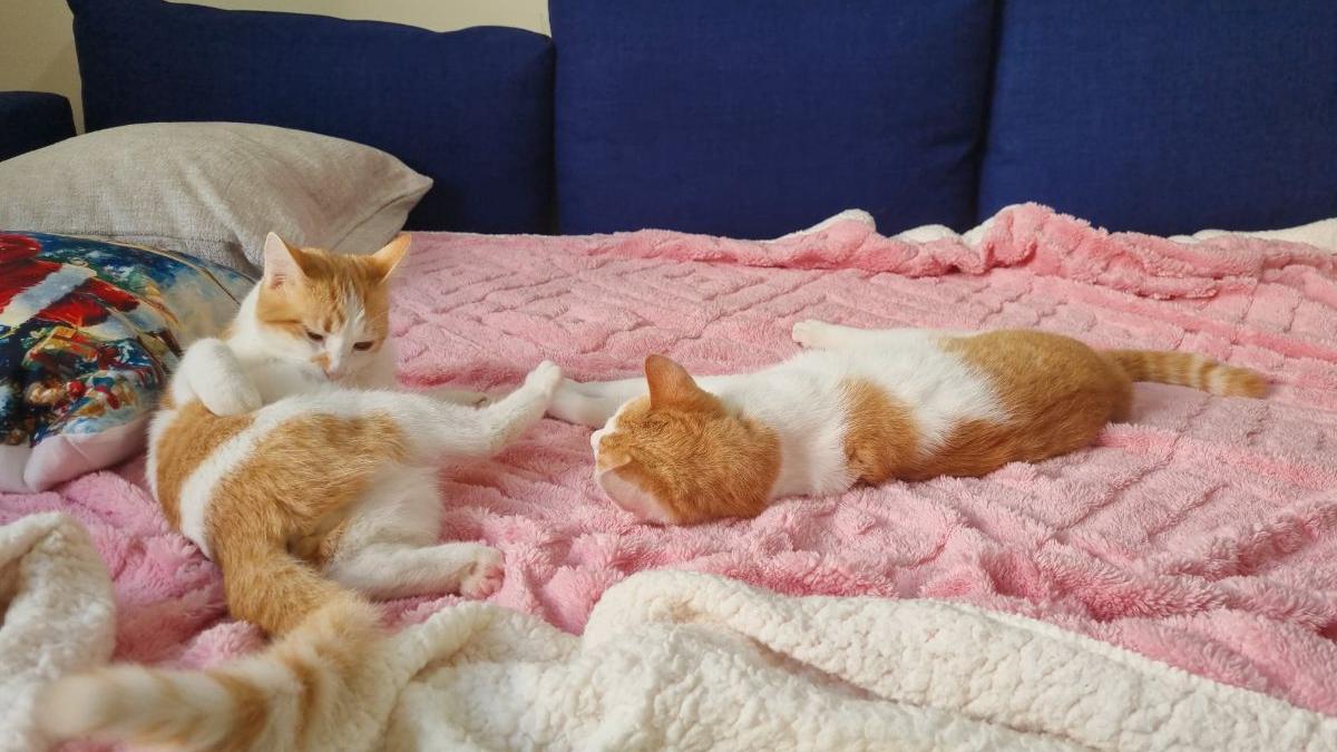 Two cute vaccinated 6 months cats - Image 2