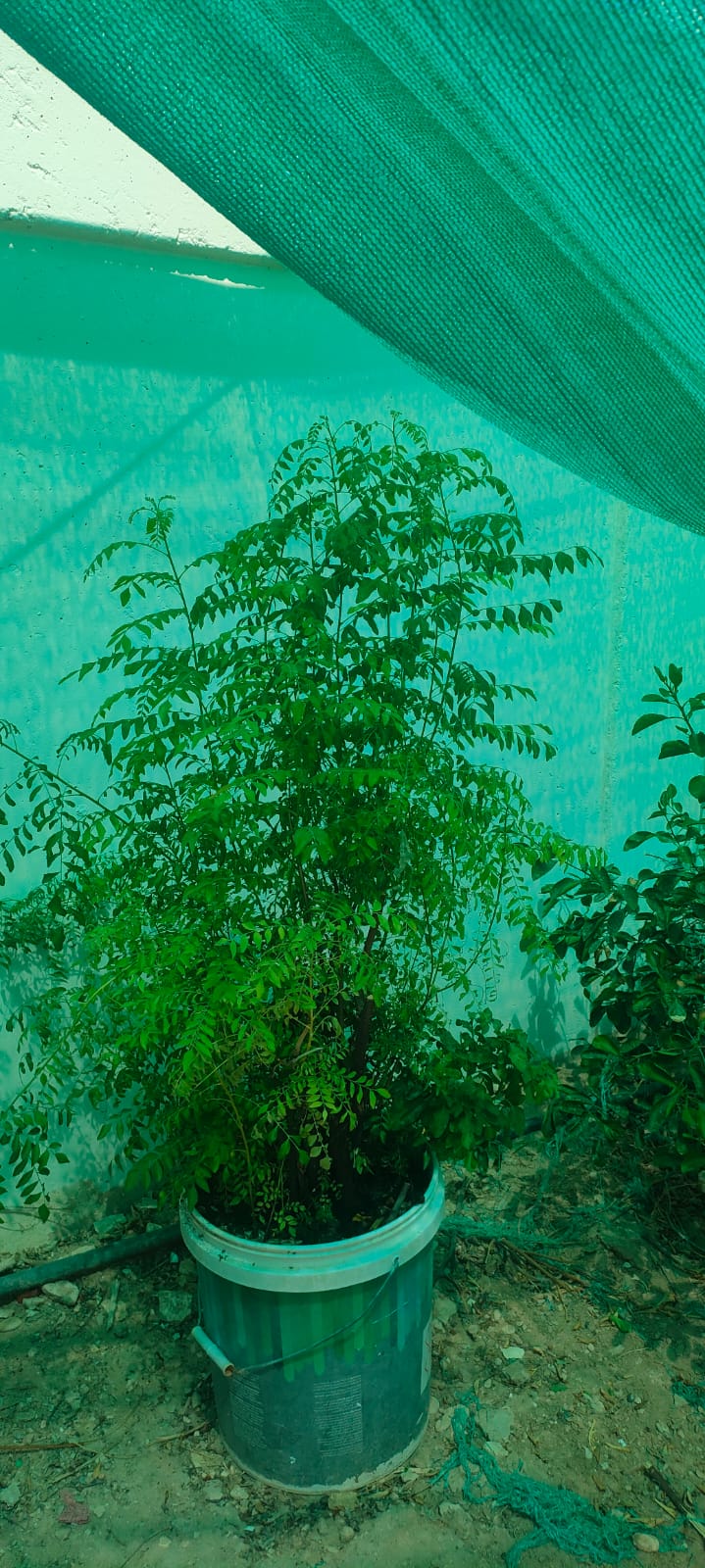 Ready to use Fully grown Well managed plants for sales - Image 1