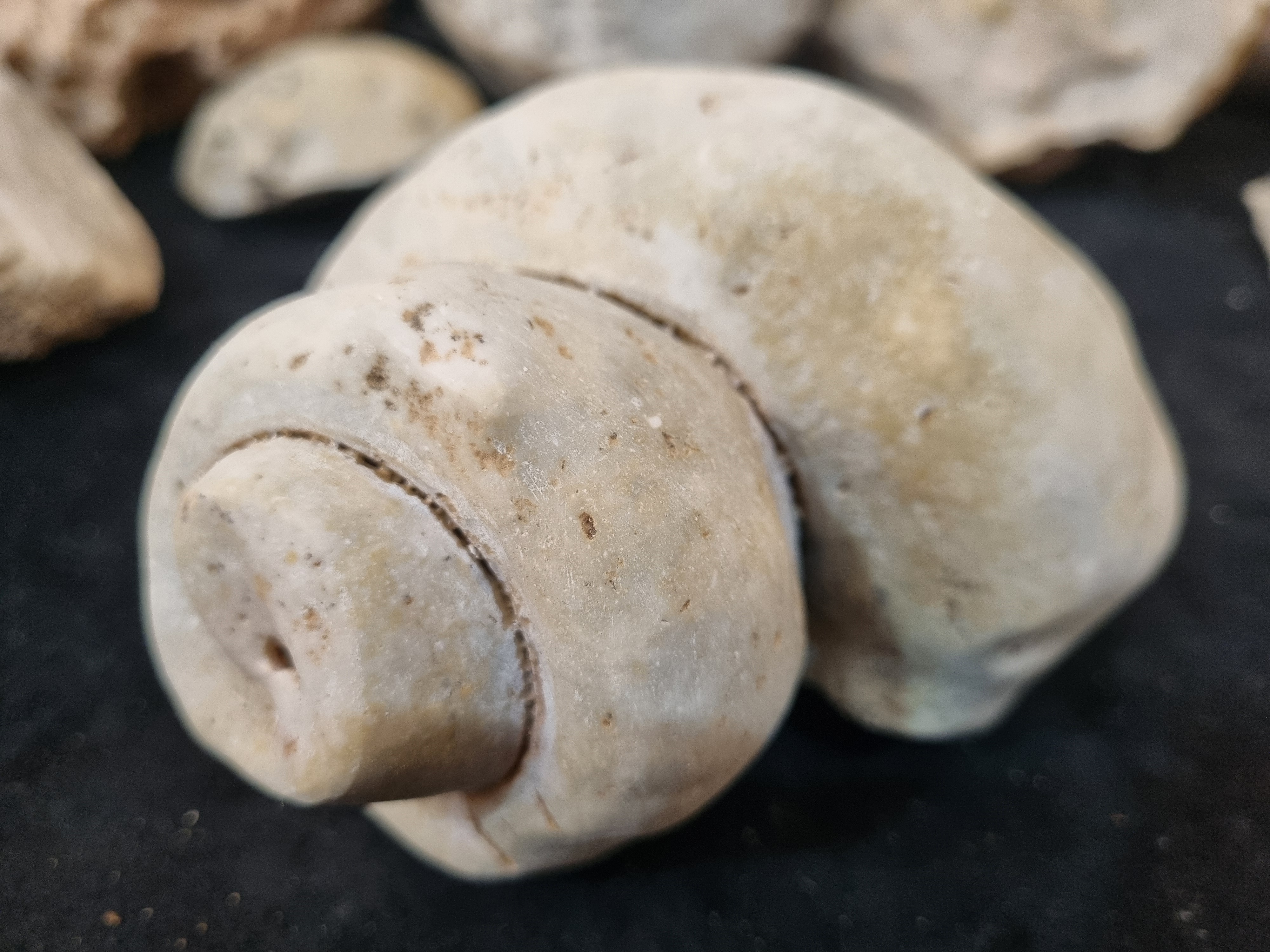 Gastropod Fossil  - Image 7