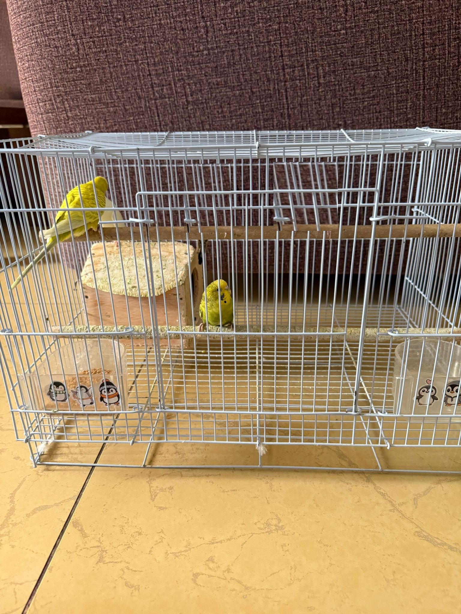 5pcs Love Birds for sale  - Image 3