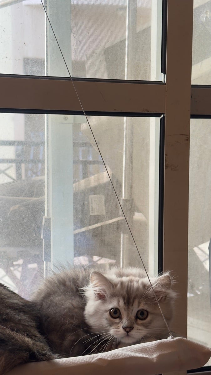 Kittens looking for a comfortable house - Image 3