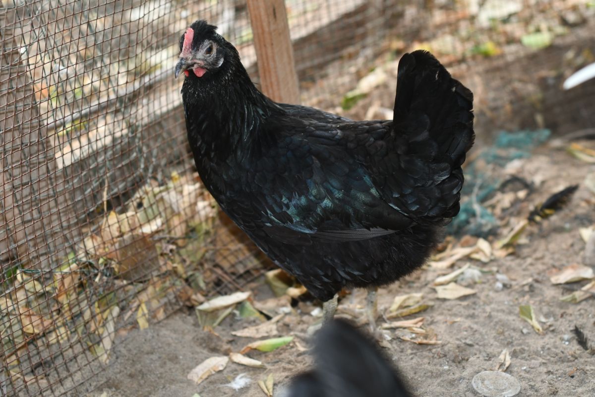 CHICKEN - Image 4