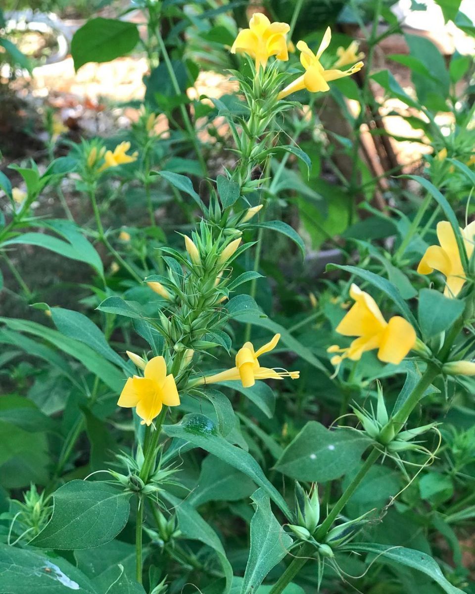 Barleria cristata flower plant for sale - Image 1