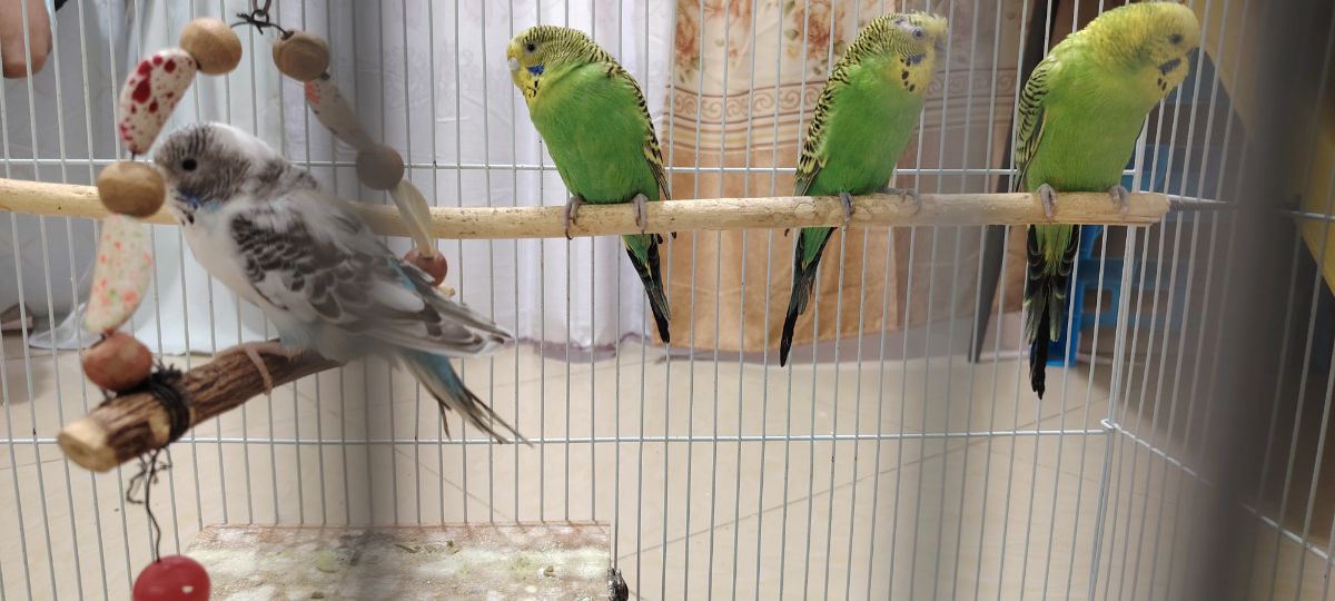 LOVE BIRDS - Image 2