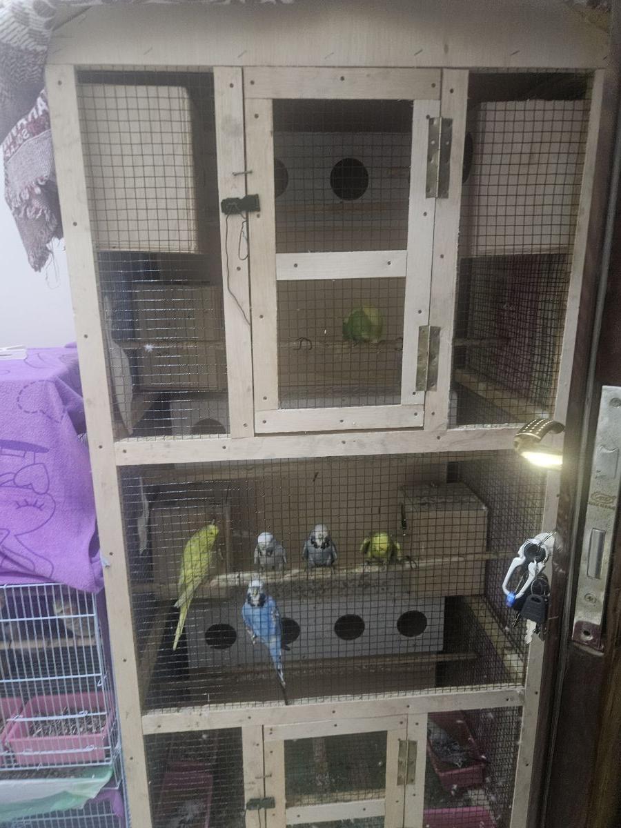 Bajari and cokatel - Image 1
