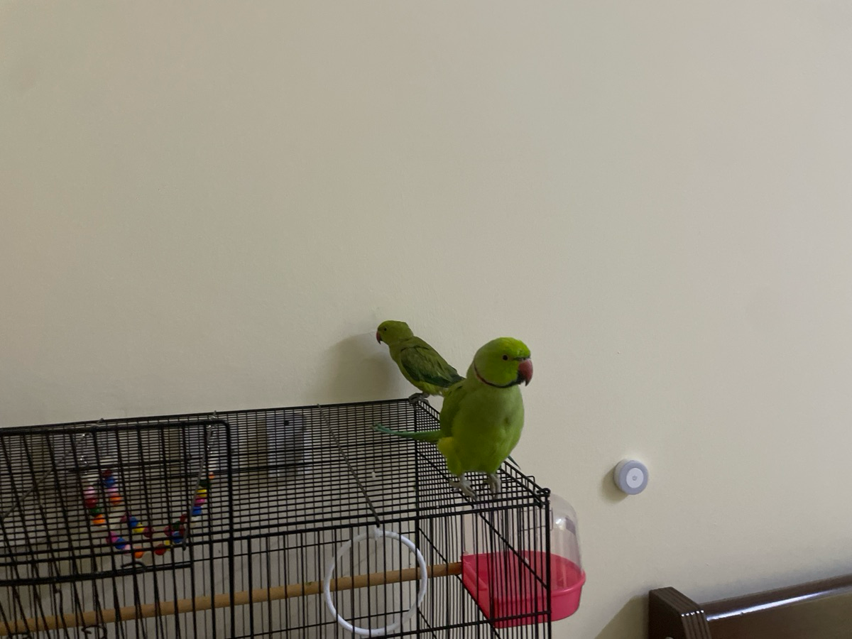 Indian Ringnecks with cage and accessories - Image 2