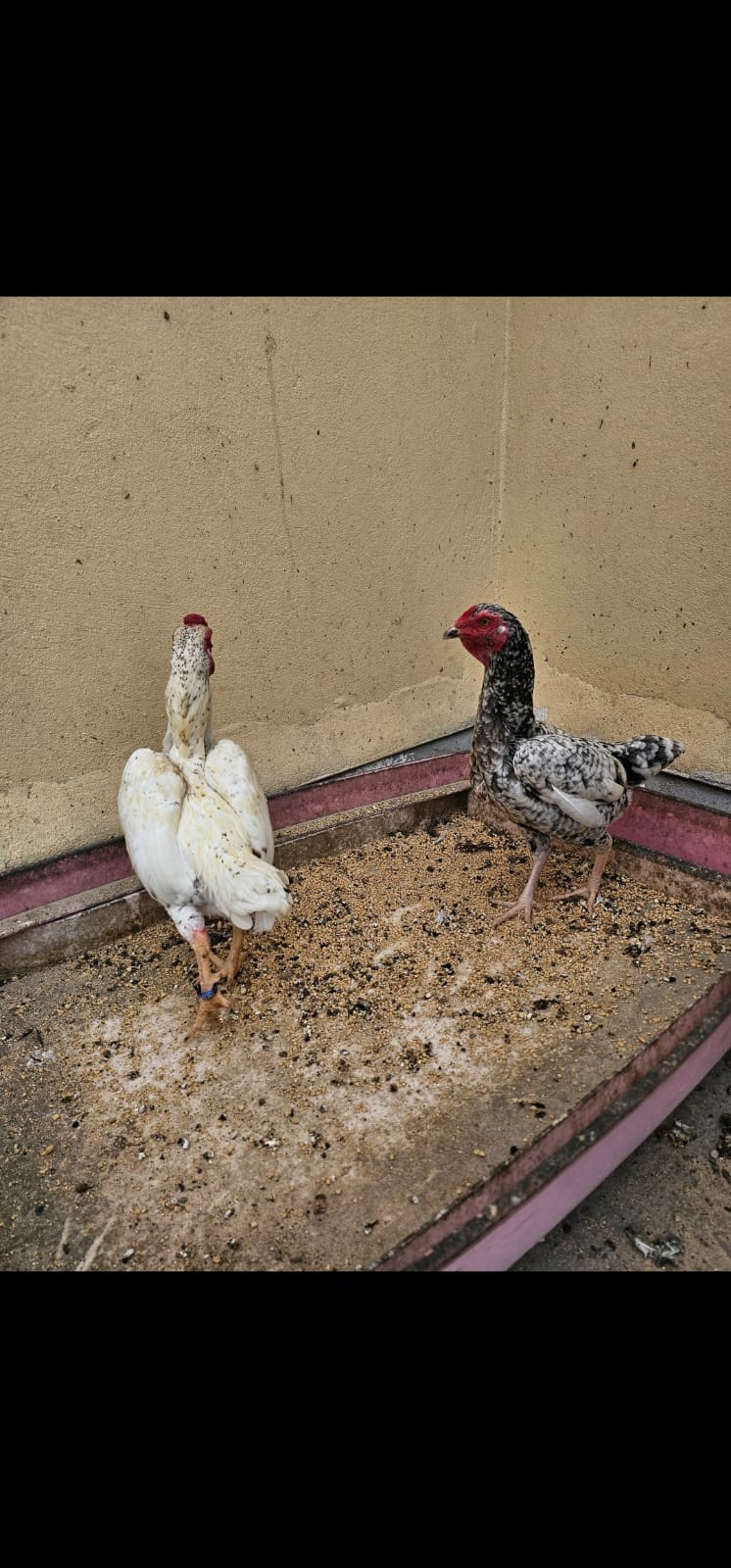 Healthy Koshamo Breeding pair for sales - Image 3