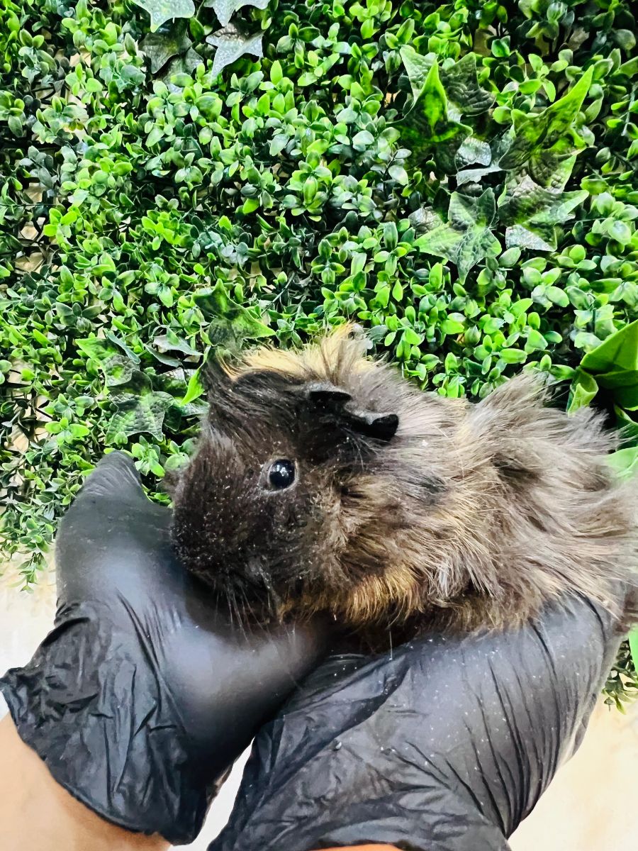 Adorable Long-Haired Guinea Pigs | خنازير غينيا جميلة طويلة الشعر للبيع – ألوان مختلفة! - Image 2