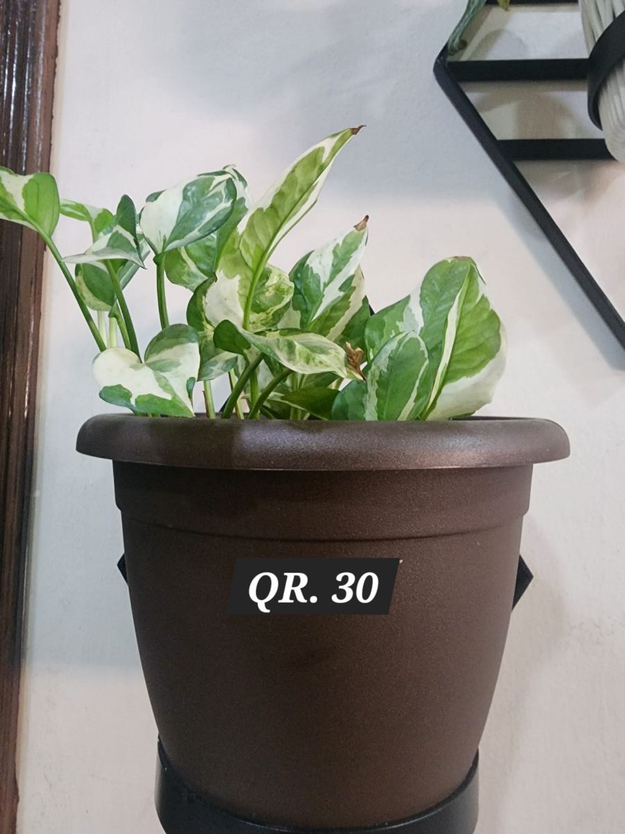 Plants for sale - Image 2