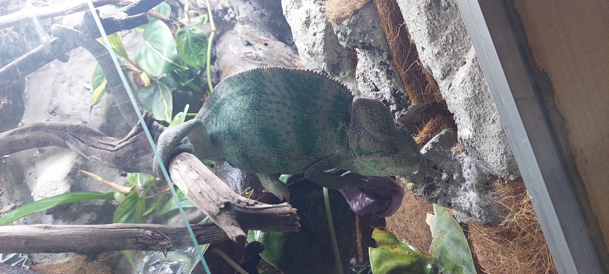 Chameleon - Image 2