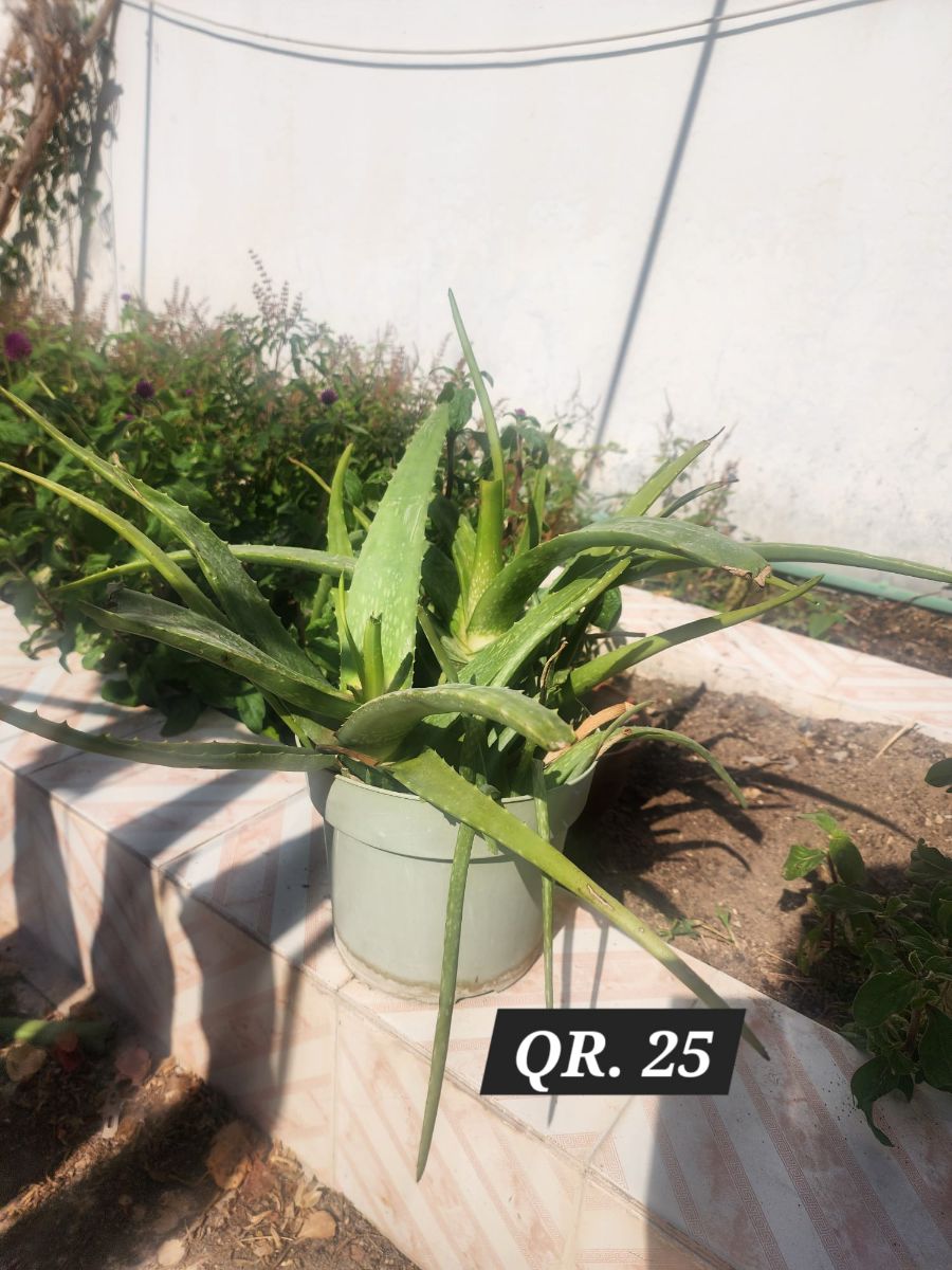 Plants for sale - Image 7