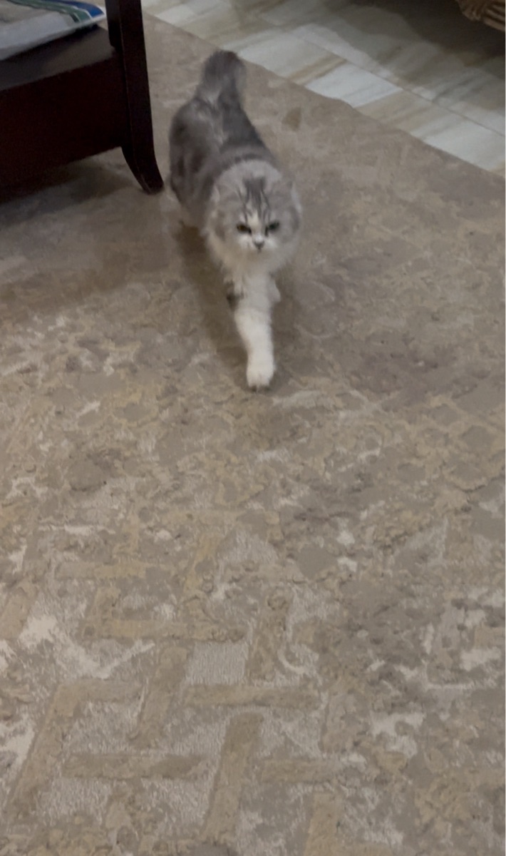 Cat for adoption - Image 2