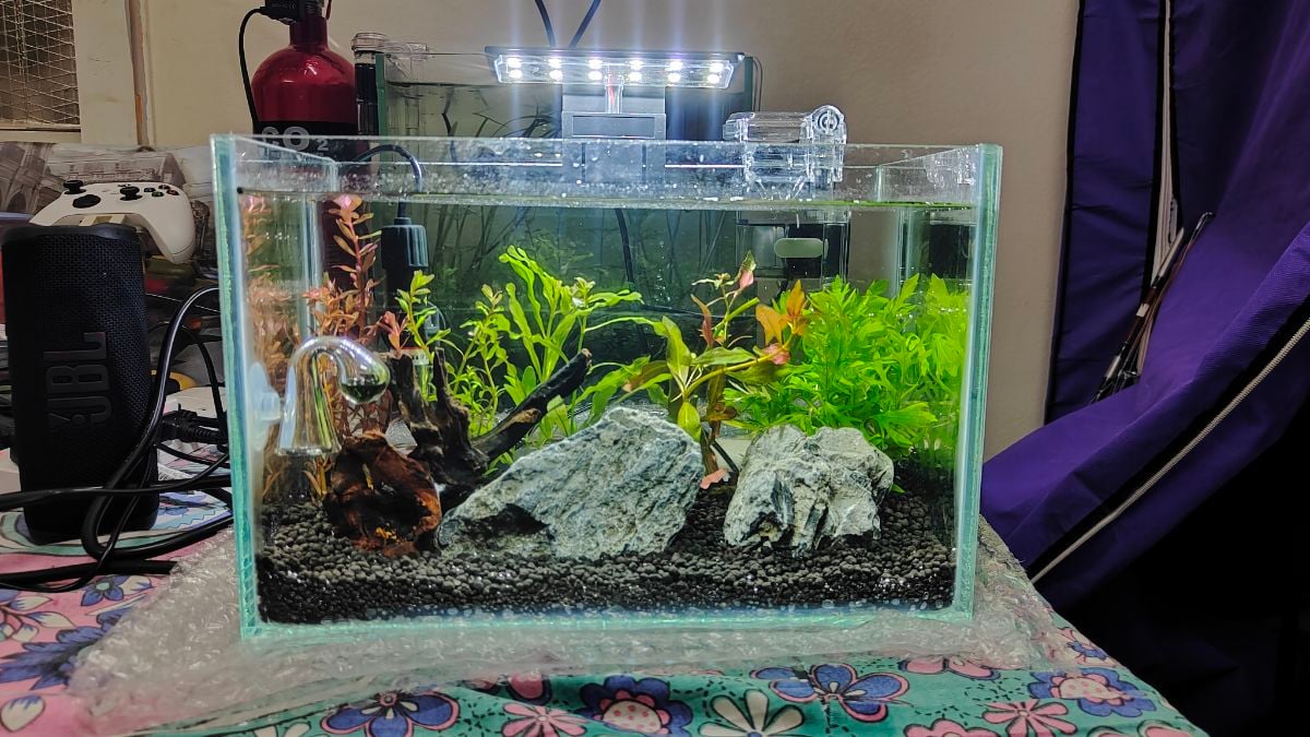 Planted Aquarium for Sale – Perfect for Office or Home Desk - Image 12
