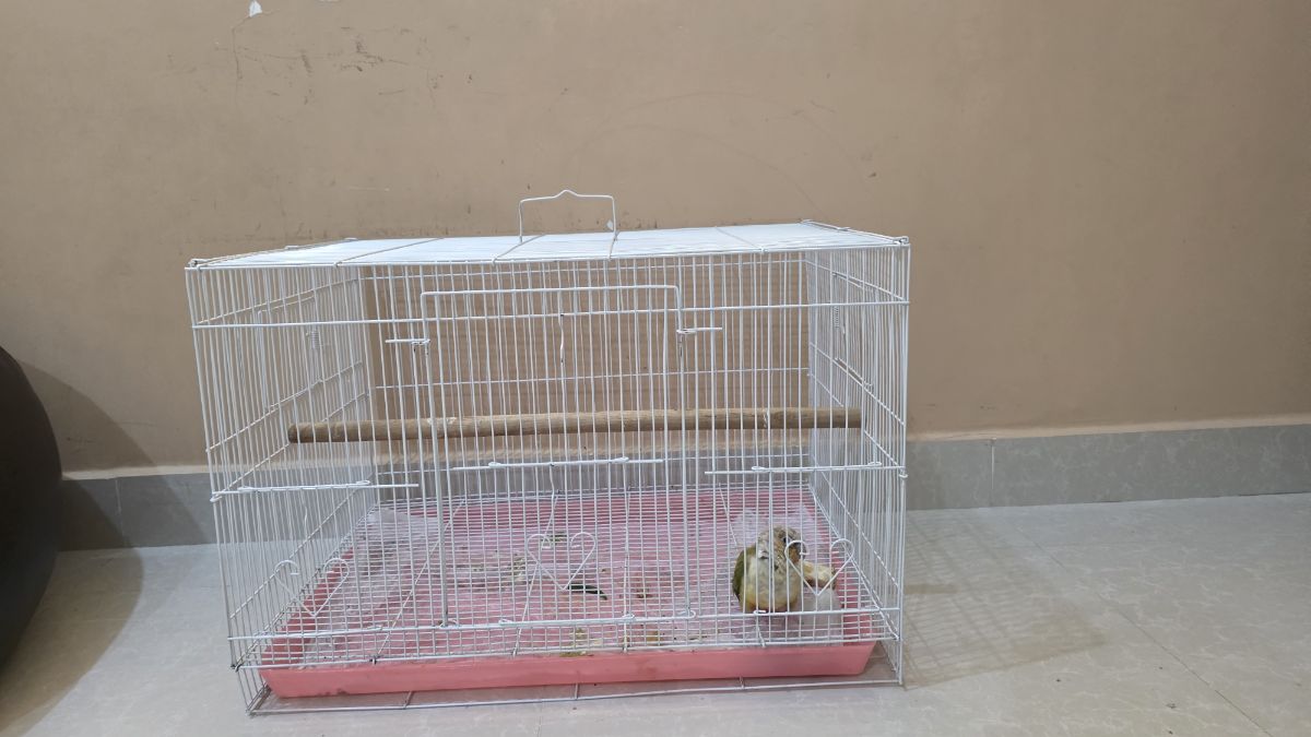 Baby pineapple conure - Image 2