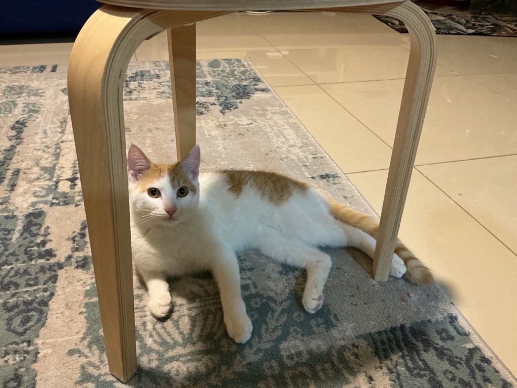 Two cute vaccinated 6 months cats - Image 4