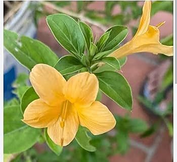 Barleria cristata flower plant for sale - Image 2