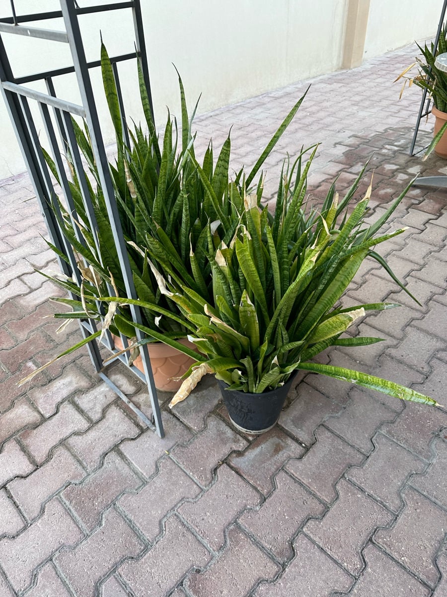 Plants - Image 4