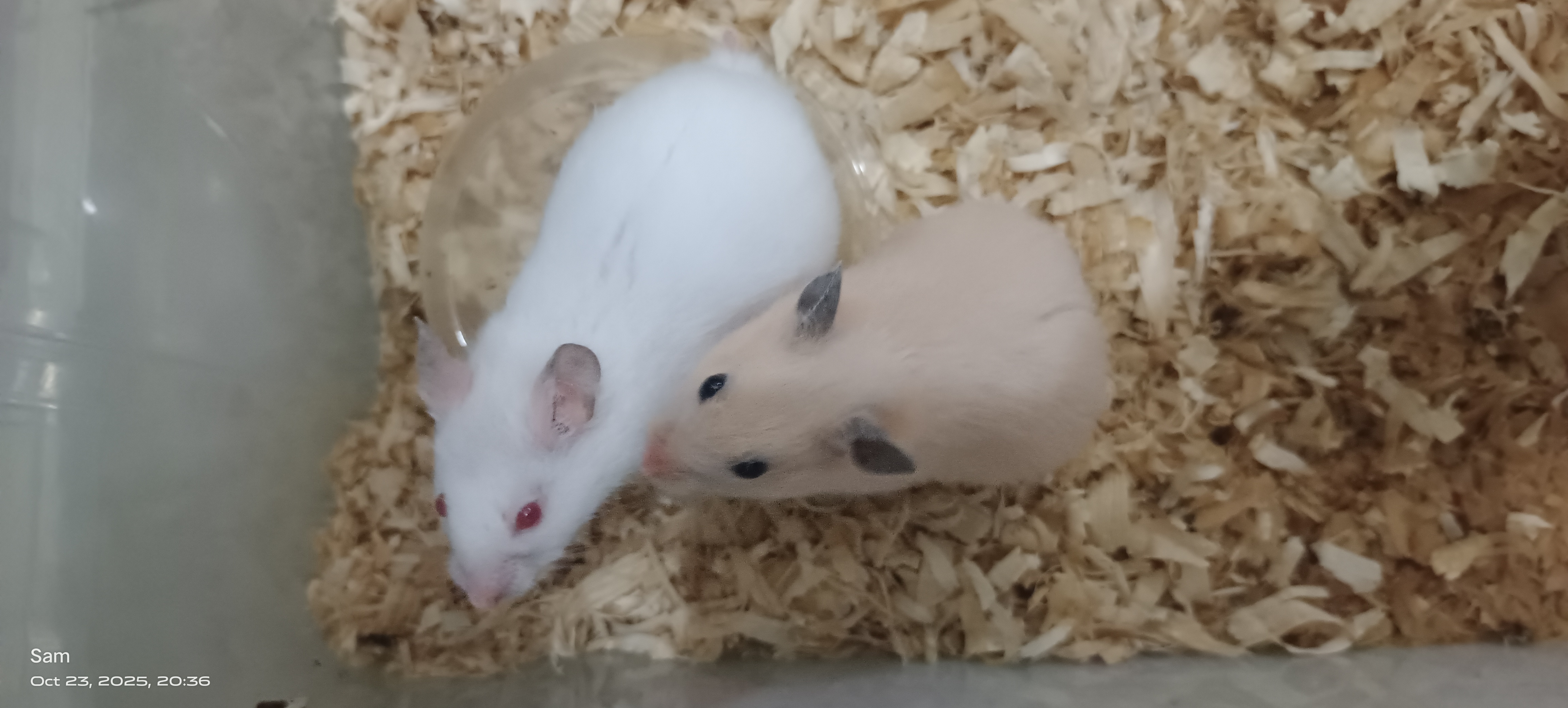 BEAUTIFUL HAMSTERS ? FOR SALE - Image 4