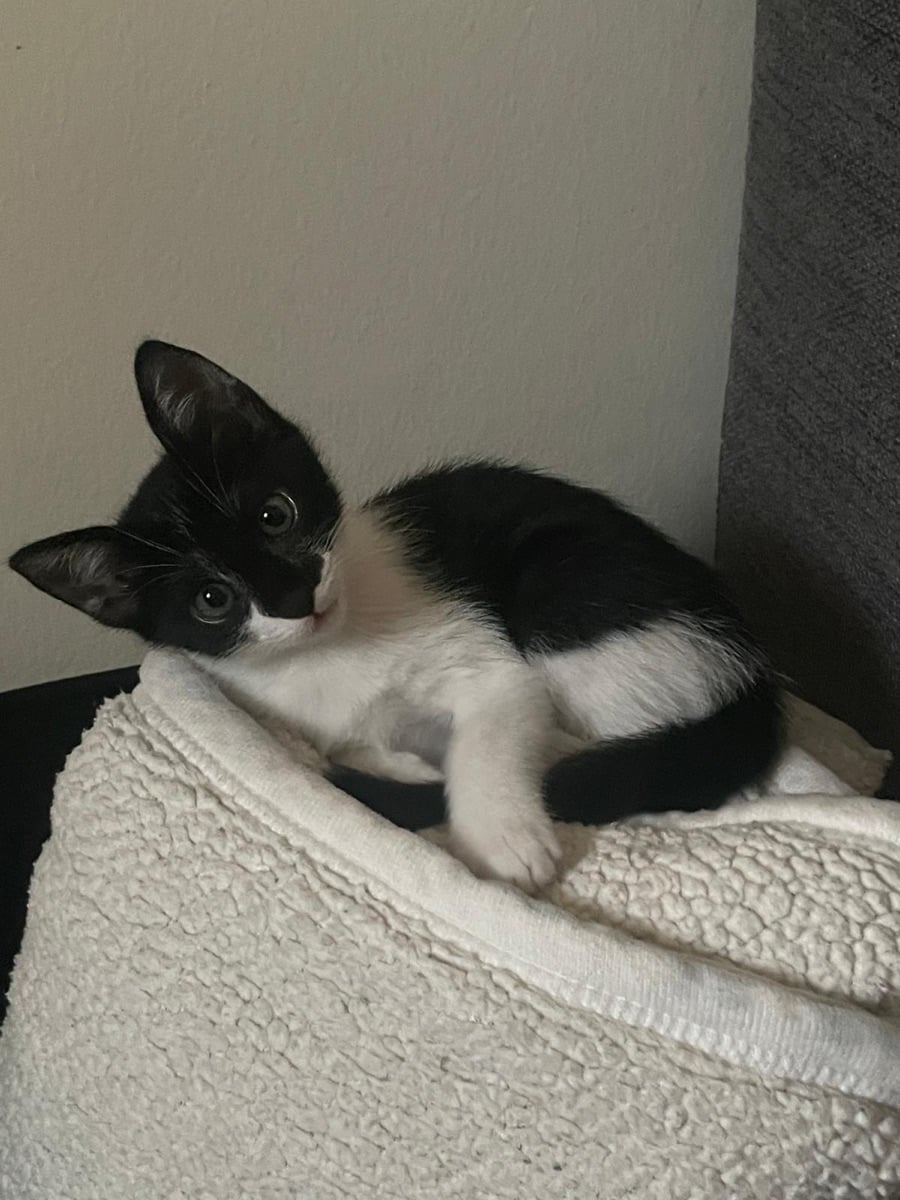 Adorable cat - Image 2