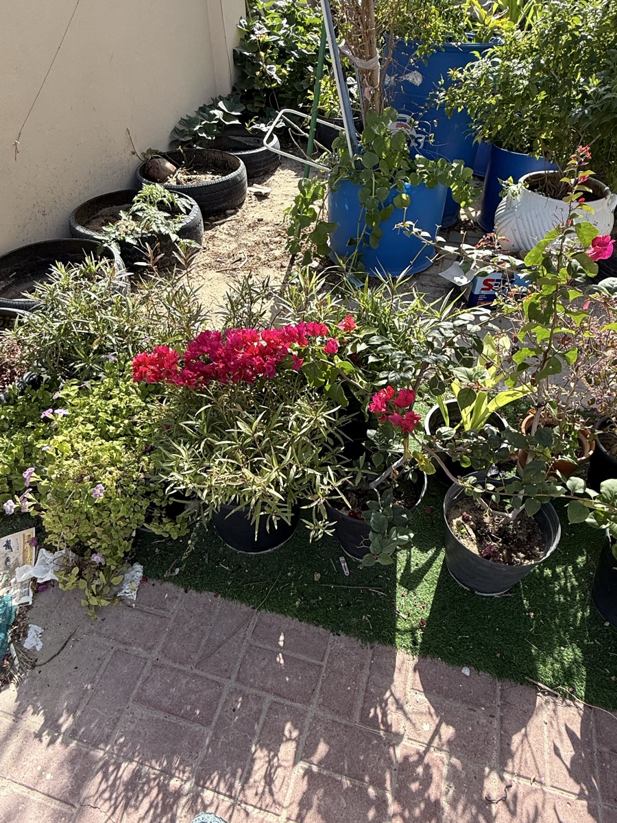 Plants - Image 12