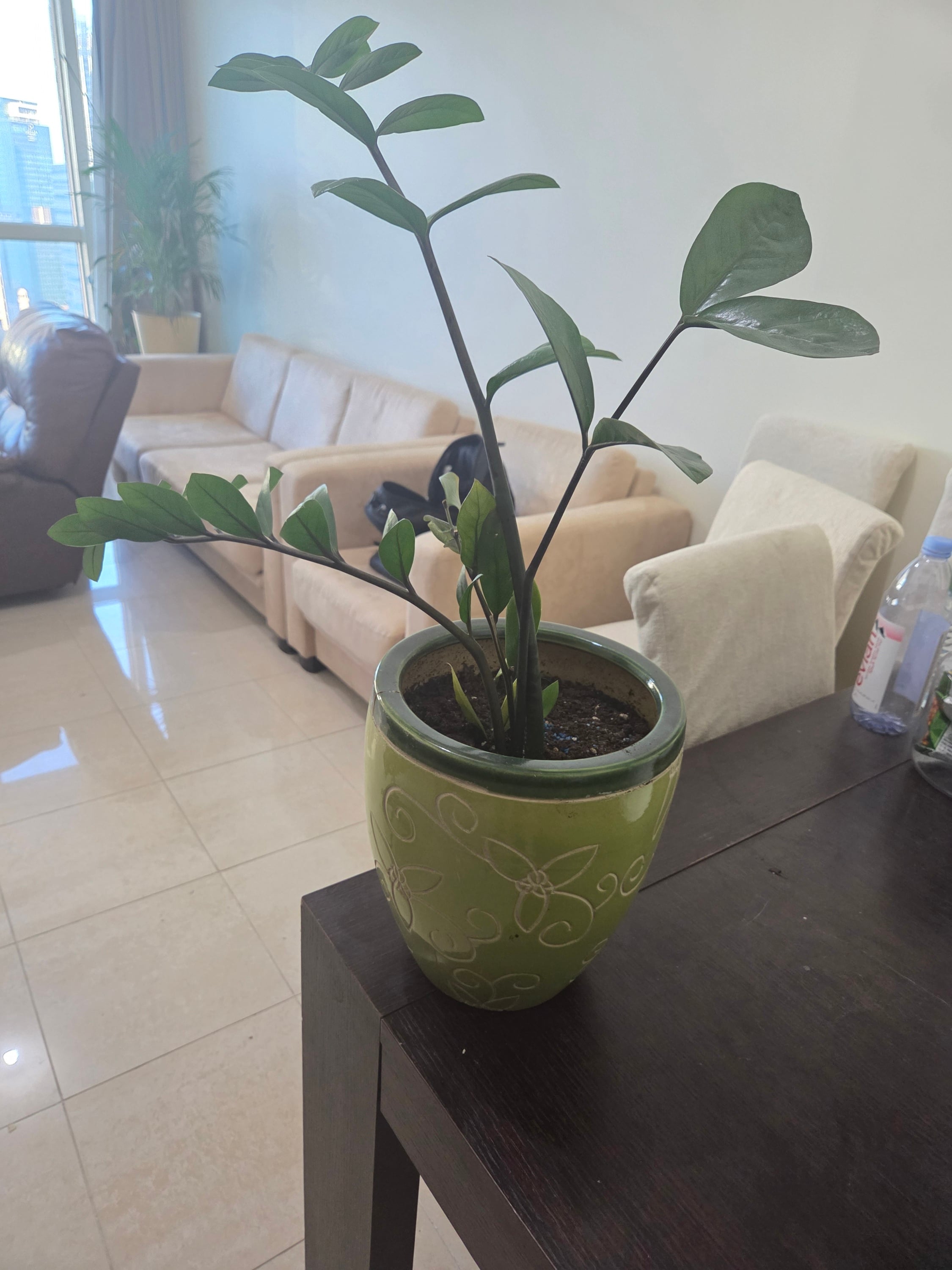 plants with designer pots - Image 2