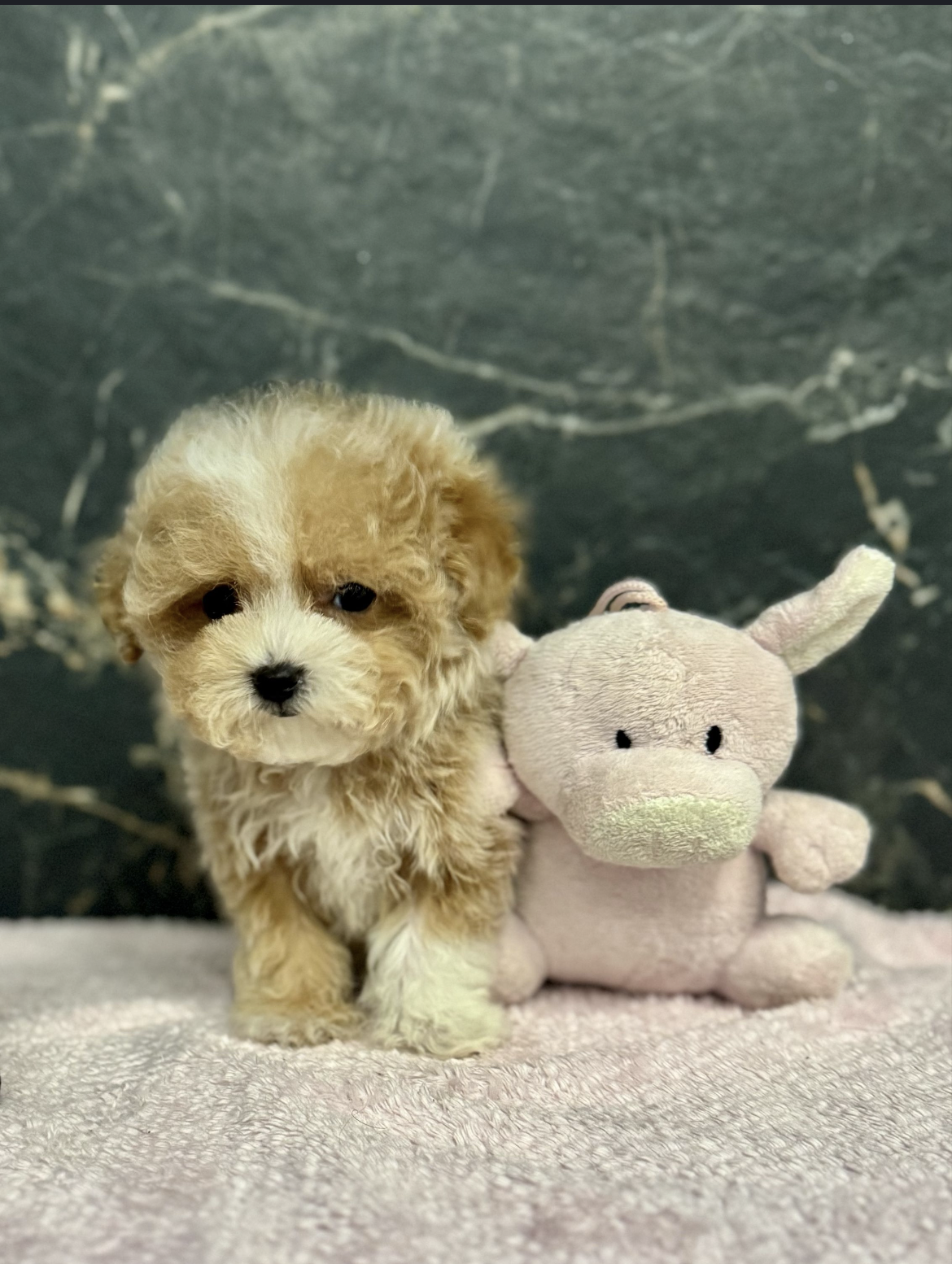 Mini maltipoo F1 dog - Image 4