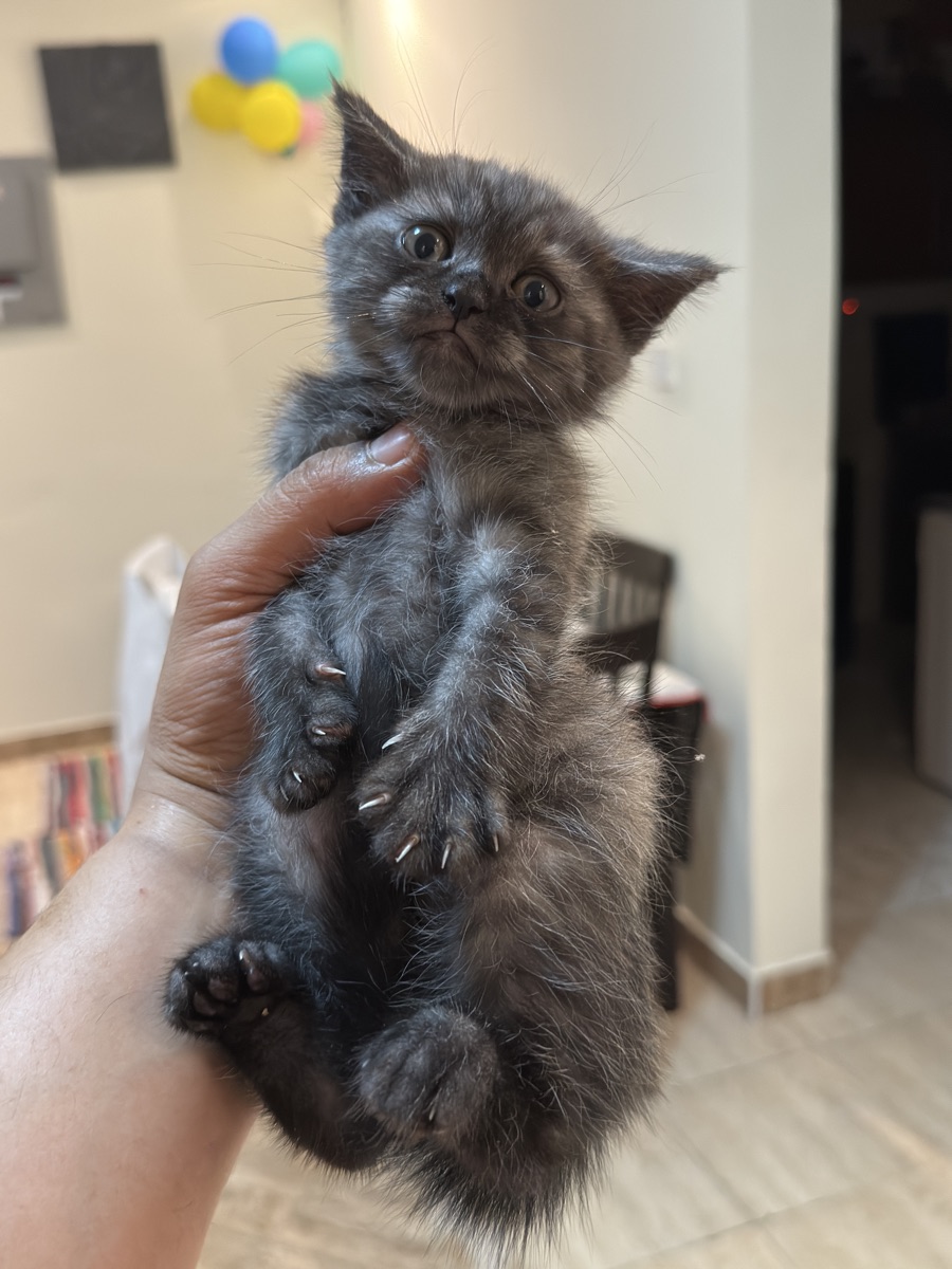 Playful female kitten for sale - Image 4