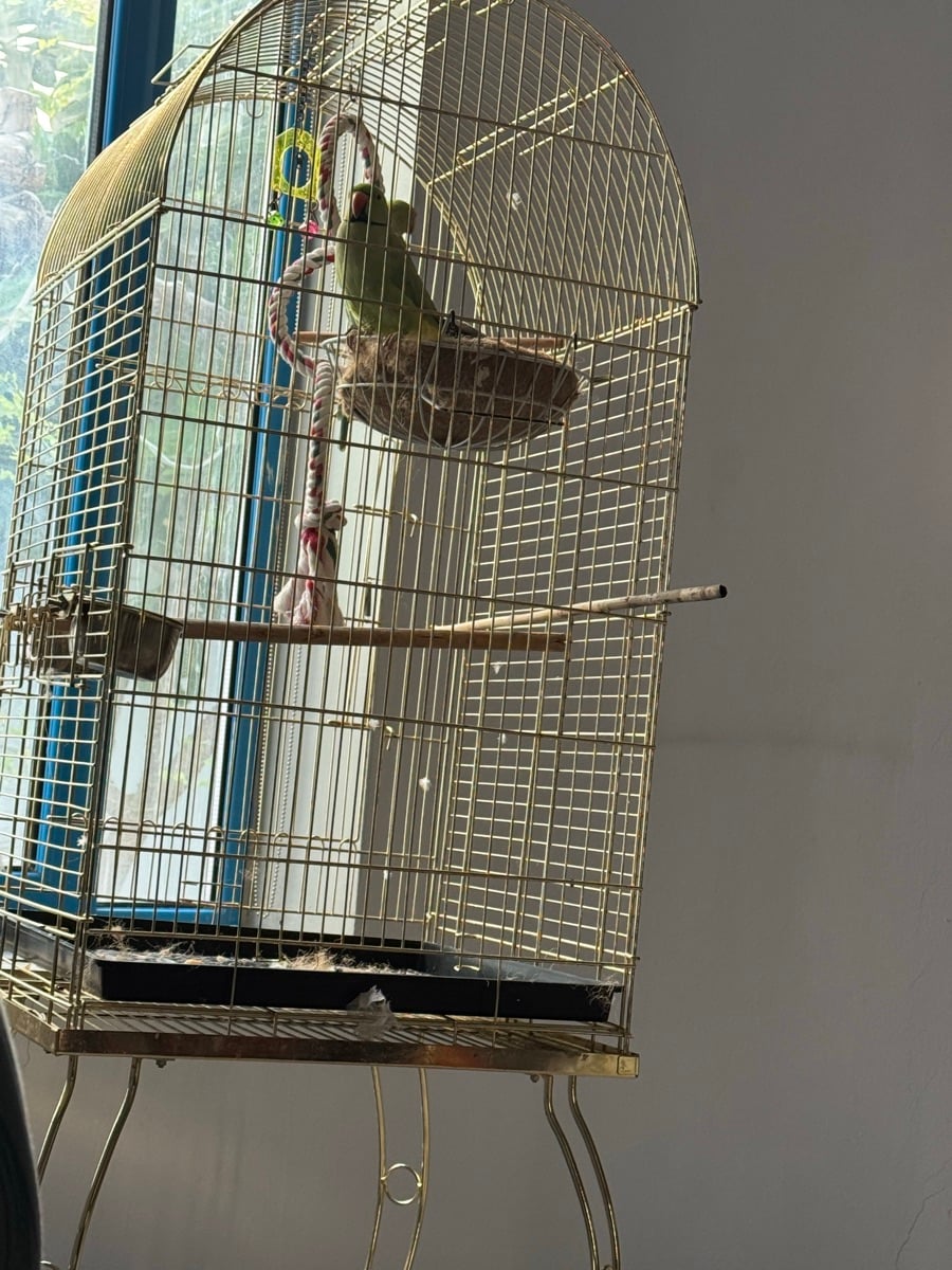 Parrots male and female - Image 3