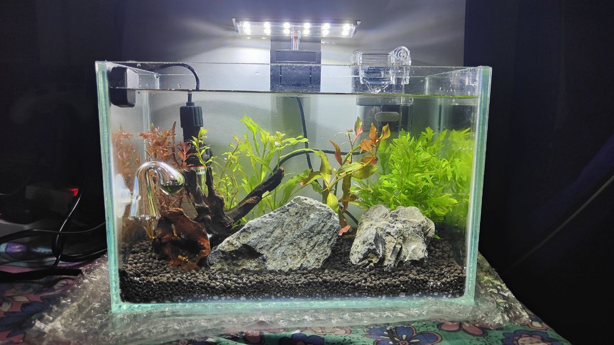 Planted Aquarium for Sale – Perfect for Office or Home Desk - Image 6