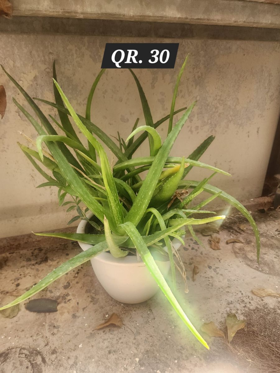 Plants for sale - Image 10