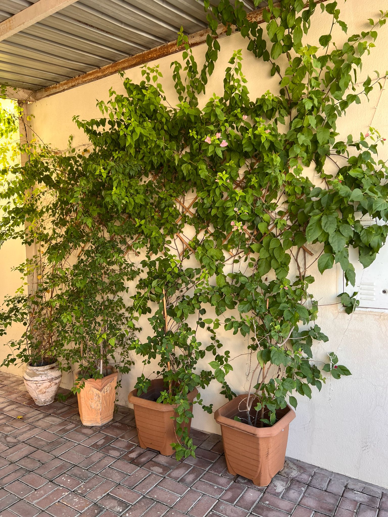 Big Plants Bougainvillea and Desert Rose For Sale - Image 2