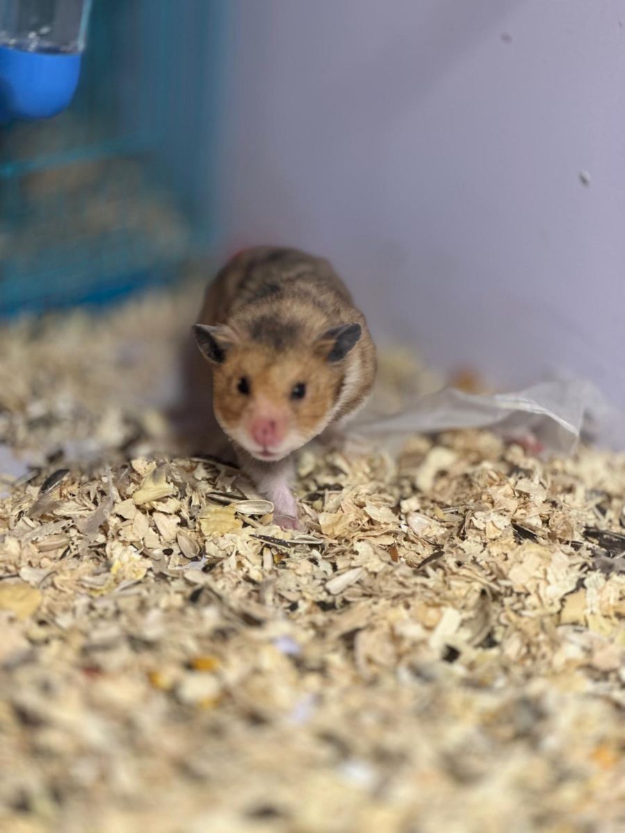 Hamster baby - Image 3