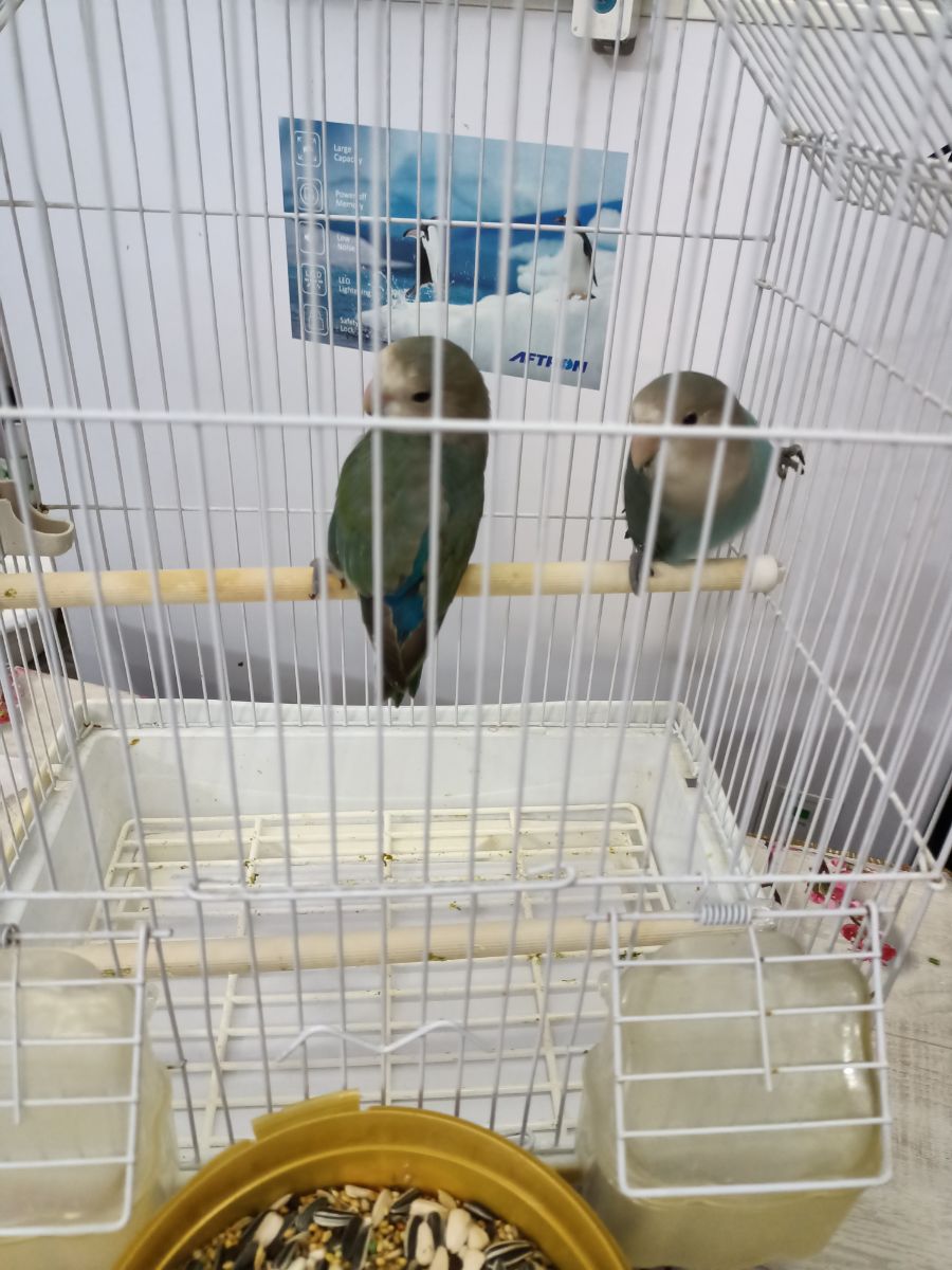 2 baby lovebirds (rose) - Image 2