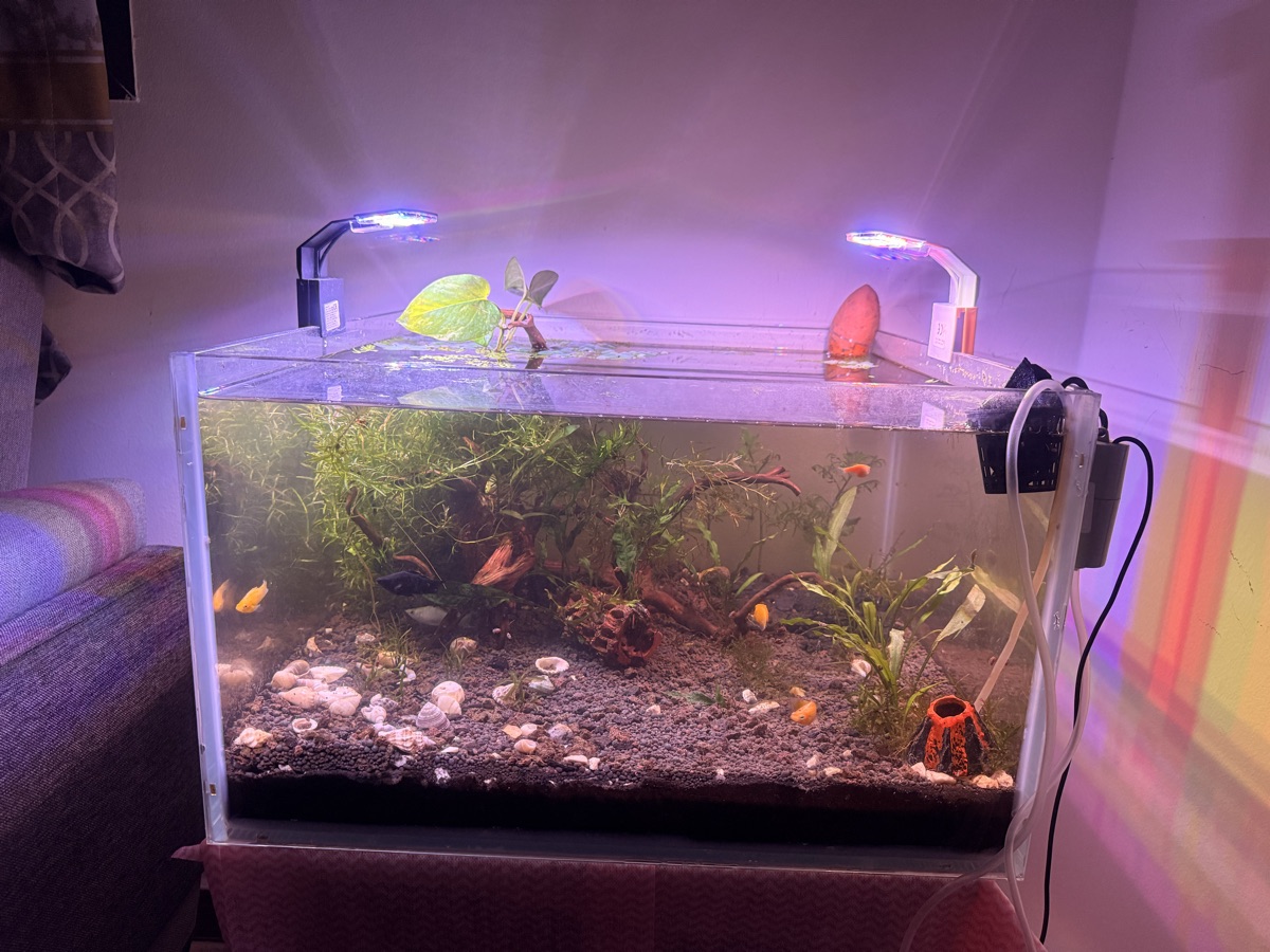 Aquarium Jungle theme - Image 3