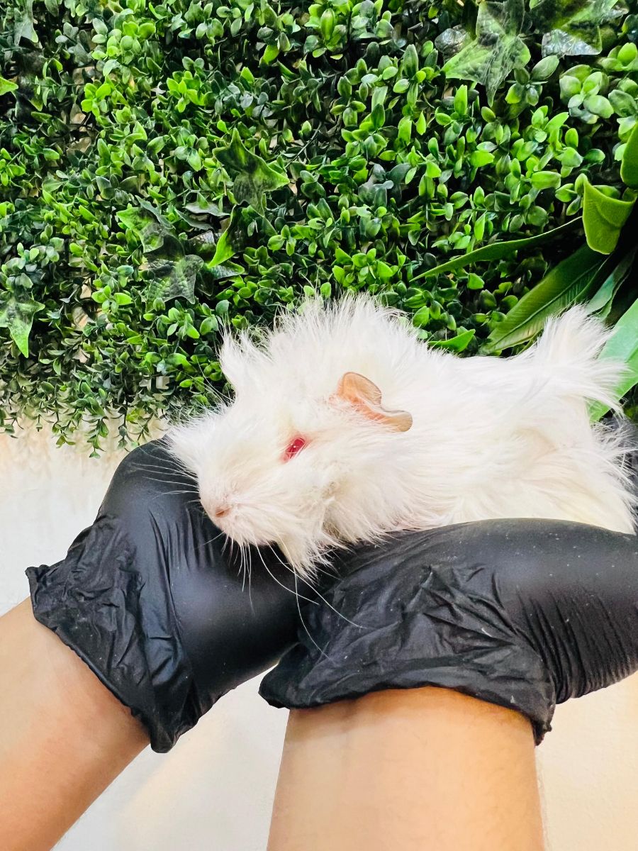 Long-Haired White Red-Eyed Guinea Pig - Image 1