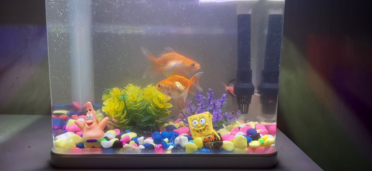 Fish tank - Image 6