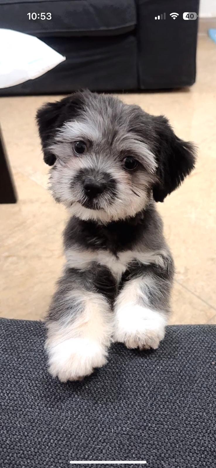 shih tzu dog - Image 2