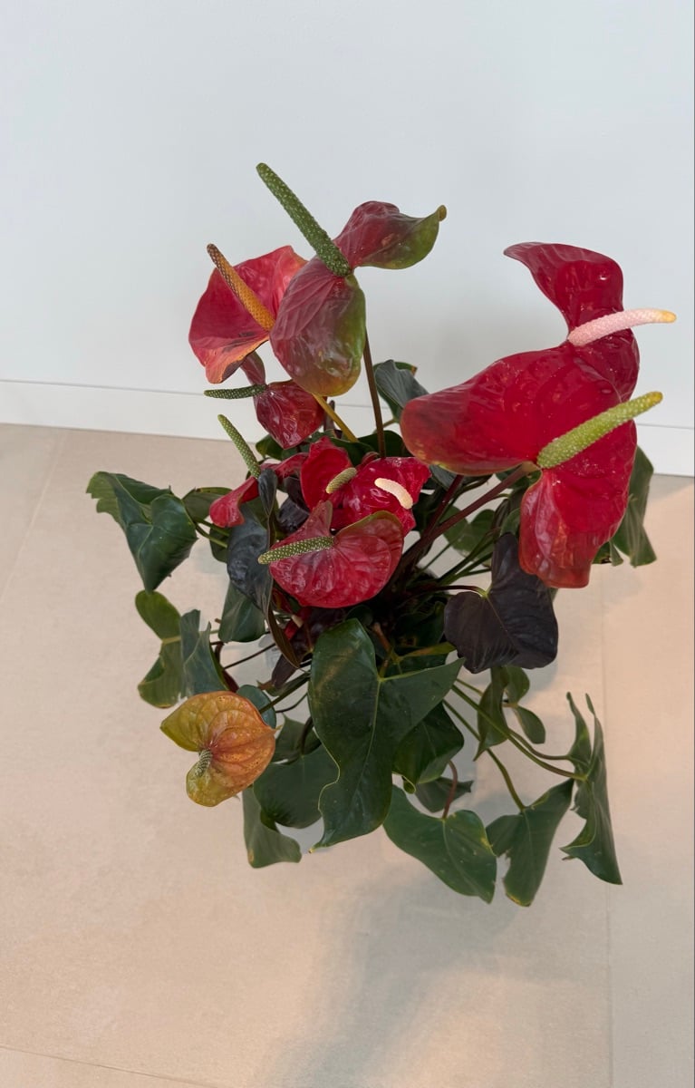 Anthuriums - Image 2