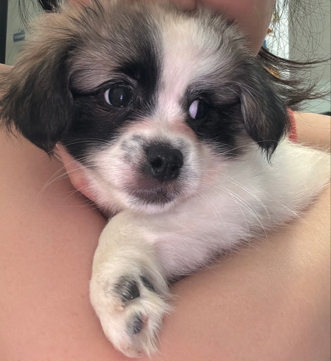 Puppy Havamalt - Image 4