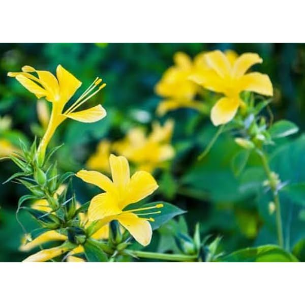 Barleria cristata flower plant for sale - Image 4
