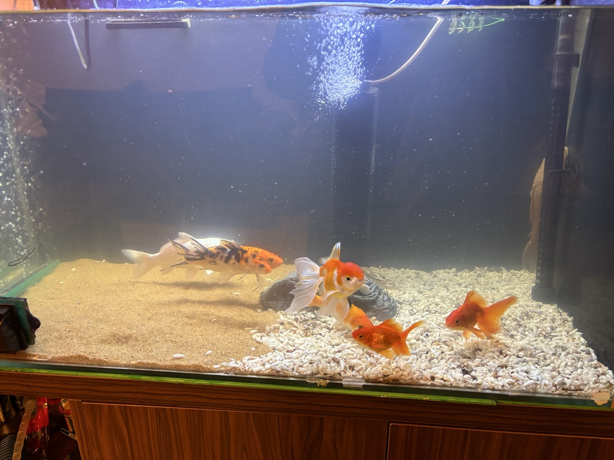 Gold fish and koi fish for sale with the tank fullset - Image 3