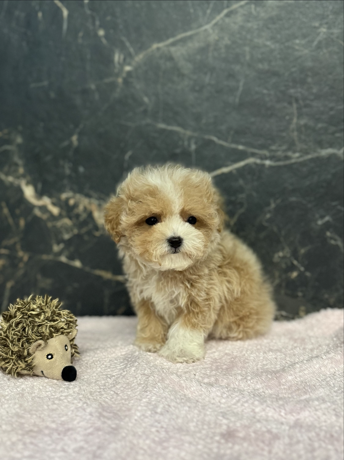 Mini maltipoo F1 dog - Image 5