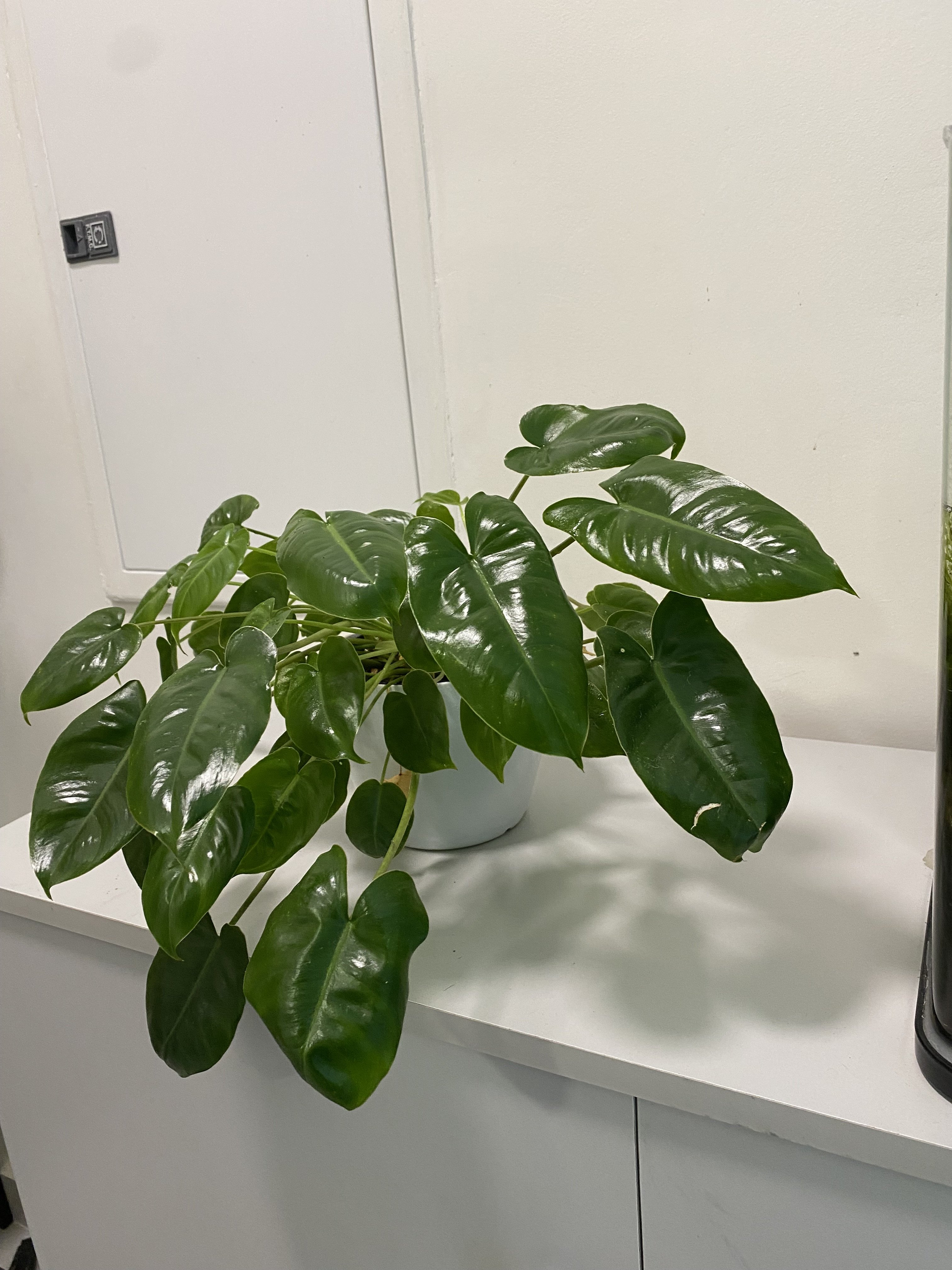 Phylodendron burlmax - Image 1