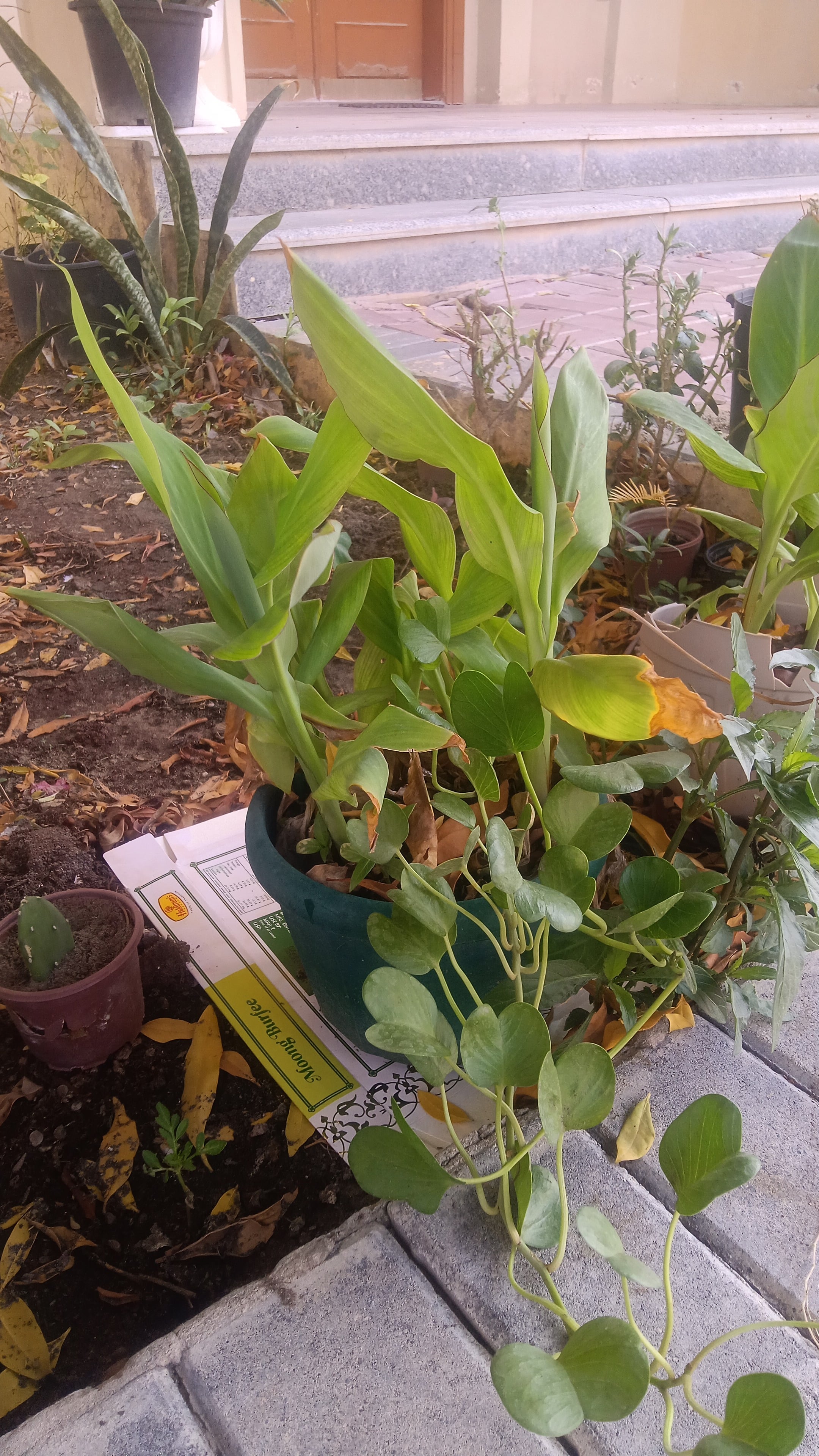 Banana Palm - Image 1