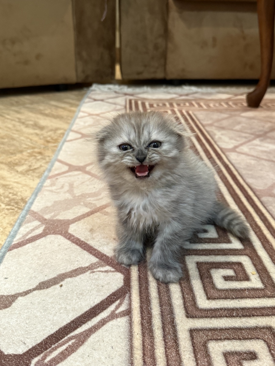 Playful female kitten for sale - Image 2