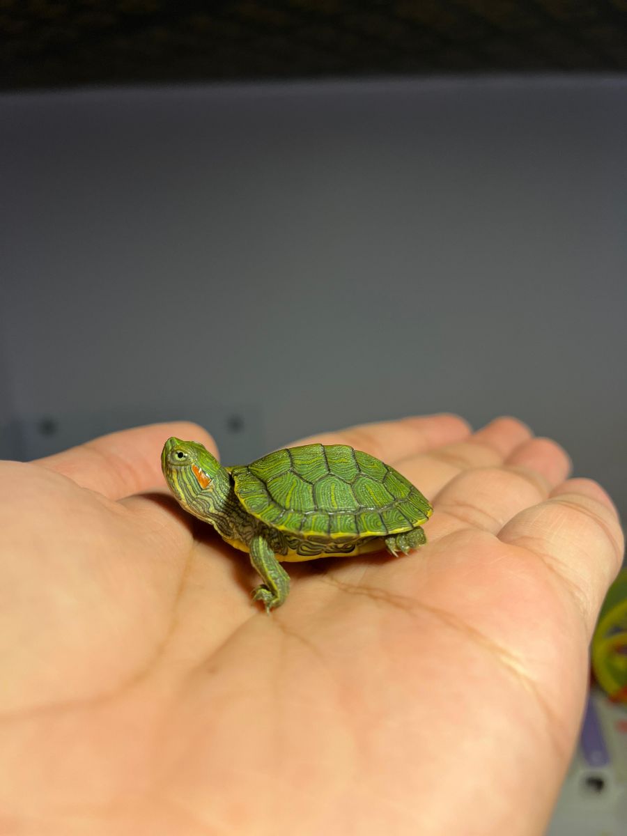 Baby Water Turtles - Image 1