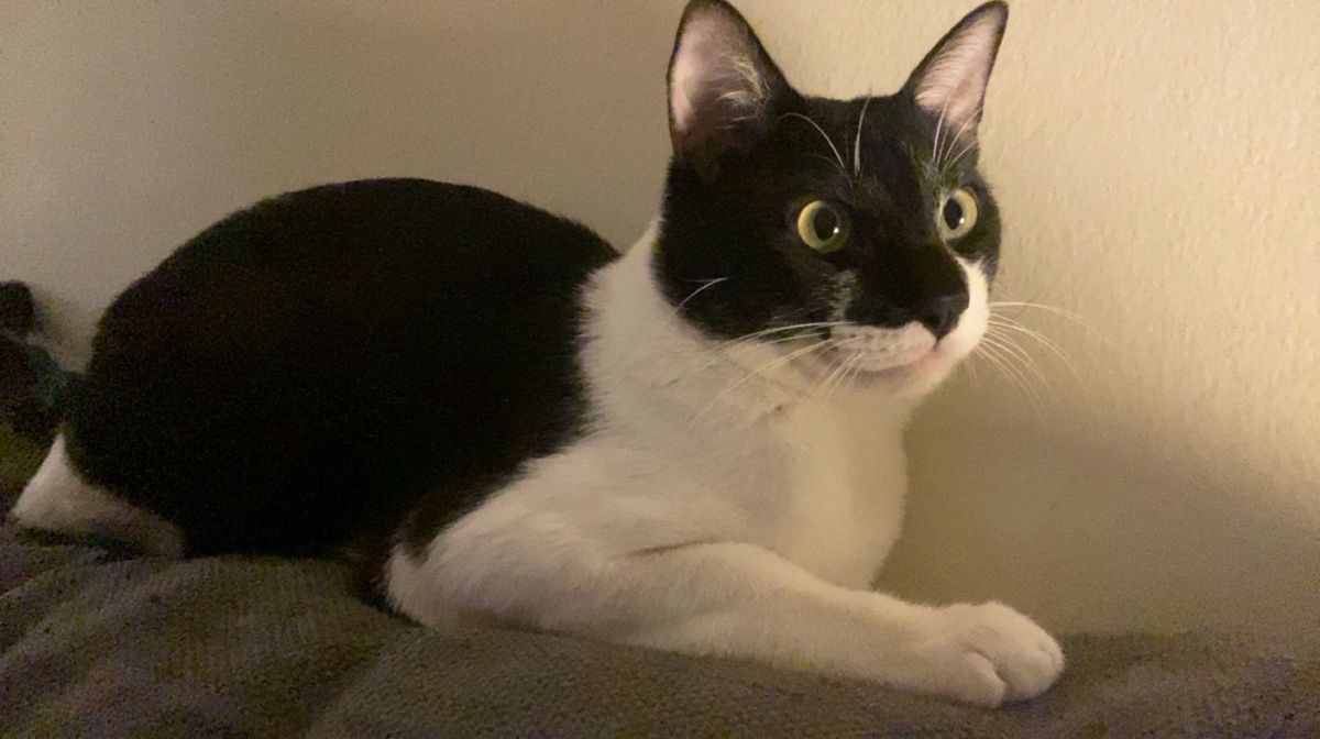 Adorable cat - Image 4