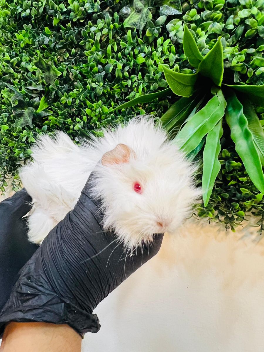 Long-Haired White Red-Eyed Guinea Pig - Image 3
